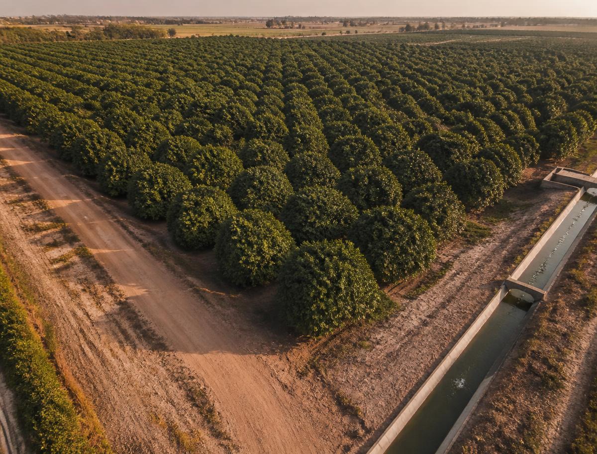 Aerial view of a mature mango orchard with an irrigation channel in Multan